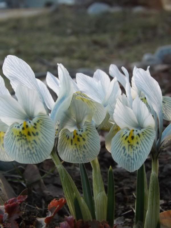 Iris x histroides 'Katherine Hodgkin' photo March14th14023_zps6ea1bc6a.jpg